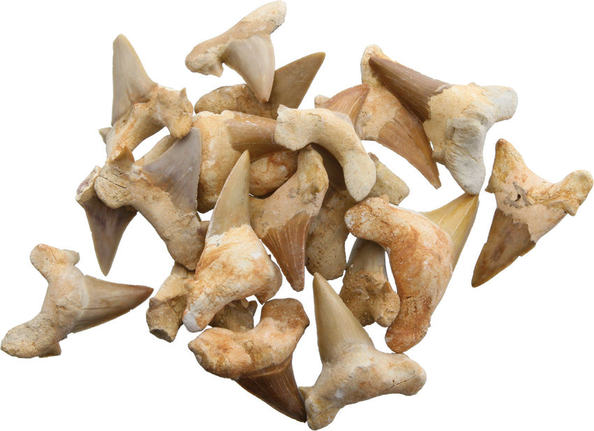 Shark Tooth Fossils 1.5 Inch 30333024 (BAG OF 20)
