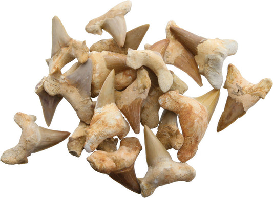 Shark Tooth Fossils 1.5 Inch 30333024 (BAG OF 20)